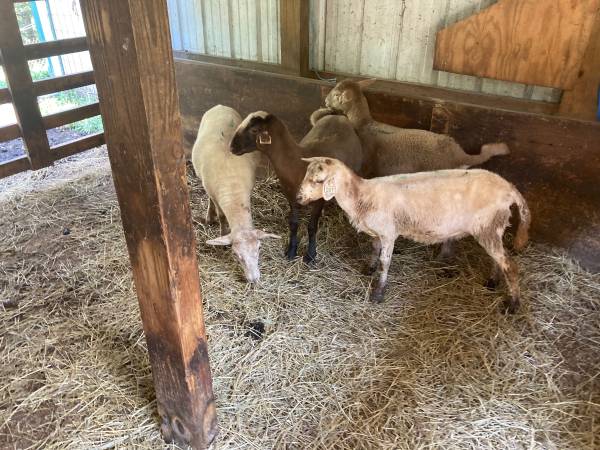 Katahdin ewe lambs (4) and ram (1) 1