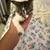 Beautiful kittens 3 thumbnail