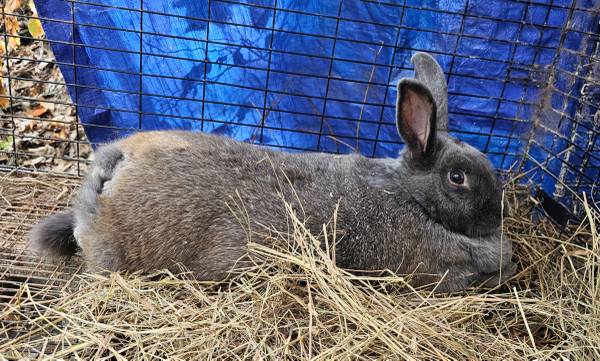 2 Silver Fox/ New Zealand Cross Breed (Twin Lake)63910106918659121