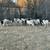 300 Exposed Katahdin & Dorper Ewes – Bred & Starting to Lamb
 2 thumbnail