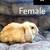 3 month old Holland lop baby bunnies 2 thumbnail
