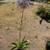 PLANTS / TREES 4 thumbnail