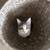 FEMALE CAT 4 thumbnail