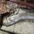 GENUINE DODGE RAM CUMMINS EXHAUST #3 SCR CAT WITH 20000 MILES 2 thumbnail
