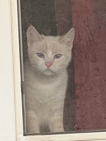 Rehoming fixed cats (Indio)63658067225089120