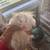 Free Free long haired Syrian hamsters 5 thumbnail
