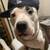 Rehoming male dog 1 thumbnail