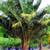 MULE Palms!!! Rare Hybrid Palm 6 thumbnail