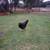 Pullets and hens 1 thumbnail