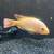 Cichlid cichlids fish 9 thumbnail