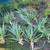 Aloe large arms for cuttings 1 thumbnail
