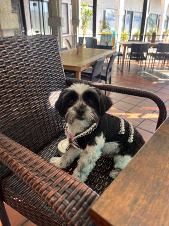 LOST DOG NAMED KIWI (Kensington)64038443298690120