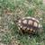 Sulcata Tortoise 2023 1 thumbnail