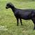 Nubian goats 6 thumbnail
