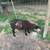 Sheep- Katahdin Hair Sheep 7 thumbnail