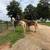 Super nice beginner friendly riding and driving haflinger gelding 15 thumbnail