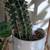 Many cheap plants 1 thumbnail
