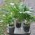Hostas! Hostas! Hostas! Pot bound/in bloom/ready for planting! 11 thumbnail