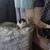 I have five 9 week old kittens 2 thumbnail