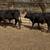 3 Brangus heifers GENTLE 17 thumbnail