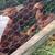 Rhode Island Red Pullets 1 thumbnail