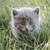 Sweet fluffy kitten 4 thumbnail