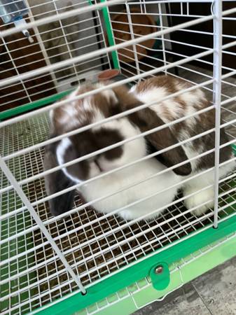 2 year old holland lop (Le Mars)63663335176451121