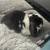 Rehoming Bunny! 6 thumbnail
