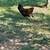 Hens, Chicks and Friendly Rooster 3 thumbnail