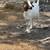 Goats Boer 1 thumbnail