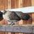 Various hens/gallinas 2 thumbnail