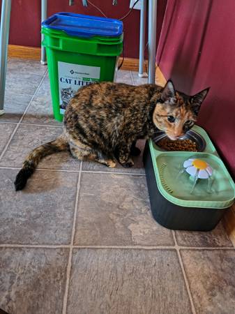 Cool a$$ cat, affectionate (South West)63685350562817120