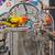 Sun conure 5 thumbnail