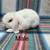Bunnies 23 thumbnail