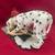Dalmation With Fire Hose by Conversation Concepts DFLS02 3 thumbnail