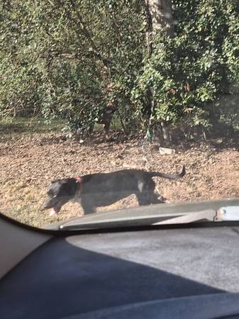 Perros gratis (Oxford)63940593100803121