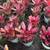 Bromeliads plants More than 50 different Varieties For Sale 8 thumbnail