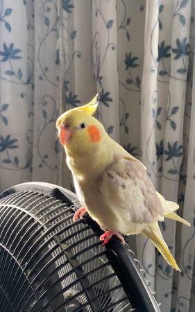 Hand Tamed Female Cockatiel 1
