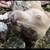 Lab mix 1 thumbnail