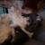 1 1/2 Year Old Shih Tzu 4 thumbnail