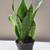 Natural air purifier Snakes Plants on sale 3 thumbnail