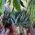 Drought tolerant plant 2 thumbnail