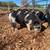 Kunekune Boarlings 5 thumbnail