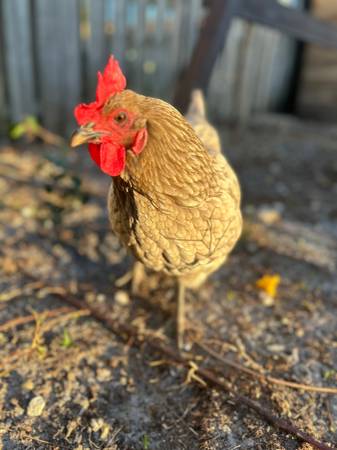 8 Laying hens, 6 pullets63685532951937120