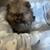 Pomeranian puppy 2 thumbnail
