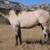 Ranch Geldings 3 thumbnail