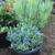 * blue chalk stick * curio repens senecio * ice plants *& more plants* 1 thumbnail