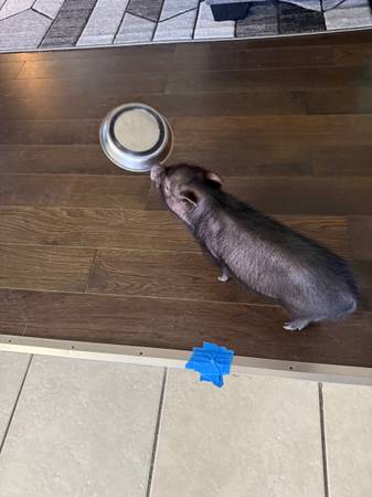 Female mini pig63860184946689122