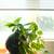 House plants sale [Plumeria, Hoya, Scindapsus, and more] 4 thumbnail