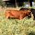 Bred Cows 2 thumbnail